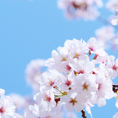 今年はレースでお花見を！　桜が期待できる大会