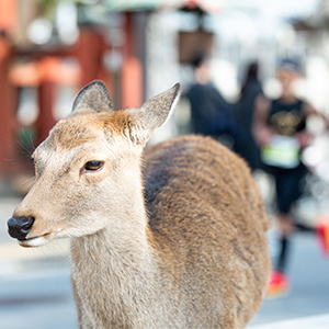 古都の世界遺産を駆け抜ける！12月10日（日）開催「奈良マラソン」締め切り間近！