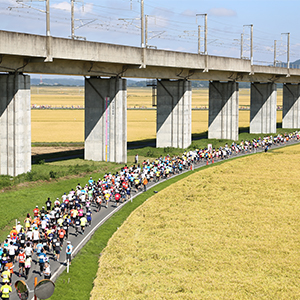 黄金色に輝く広大な田園地帯　一関国際ハーフマラソン　締切迫る