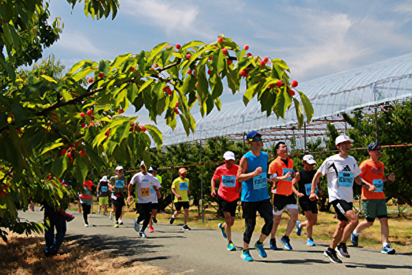 ルビー色に輝くおいしいさくらんぼと温かなおもてなし！「果樹王国ひがしねさくらんぼマラソン」