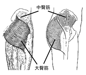 大殿筋　【 gluteus maximus muscle 】