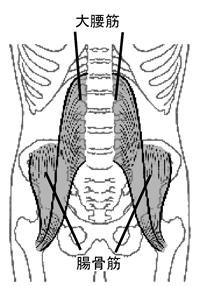 腸骨筋　【 liacus muscle 】