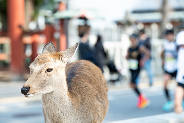 世界遺産の数々と鹿が見守る大和路のコースは特別感いっぱい！　12月7日（土）、8日（日）「奈良マラソン2024」開催！
