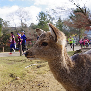 世界遺産の社寺やのどかな風景！ 「奈良マラソン2025」エントリー受付中