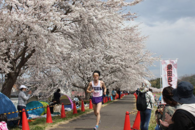 ゴール前の桜並木は、圧倒される美しさ