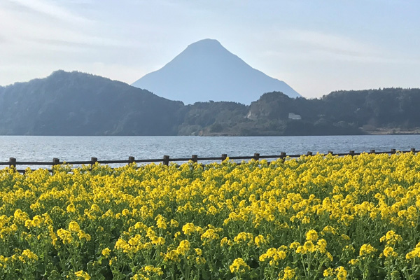 菜の花、池田湖、開聞岳の重なるフォトスポットもコース上にある