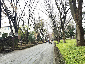 氷川神社へ続く参道。約2㎞続く参道は、日本一の長さを誇る