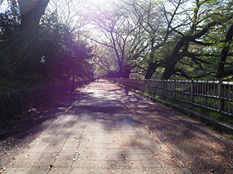 城外コース。桜が満開の時は、お花見ランが楽しめます