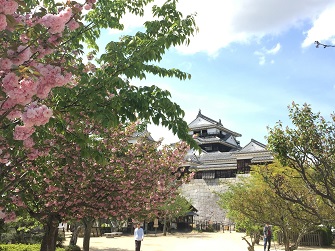 桜と松山城