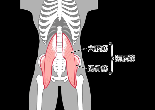 人体の股関節まわりの筋肉（大腰筋・腸骨筋・腸腰筋）のイラスト図解]