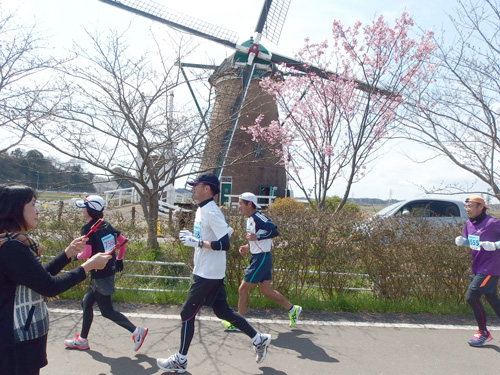 28.5km地点のオランダ風車。その横では桜の木が花を咲かせた