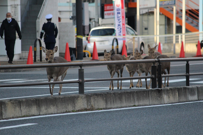 スタート前にコースを歩くのは鹿鹿？！（写真／寺山浩美）