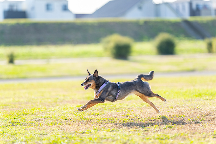 秋空の下を爽やかに駆け抜けるポッキー（写真／小野口健太）