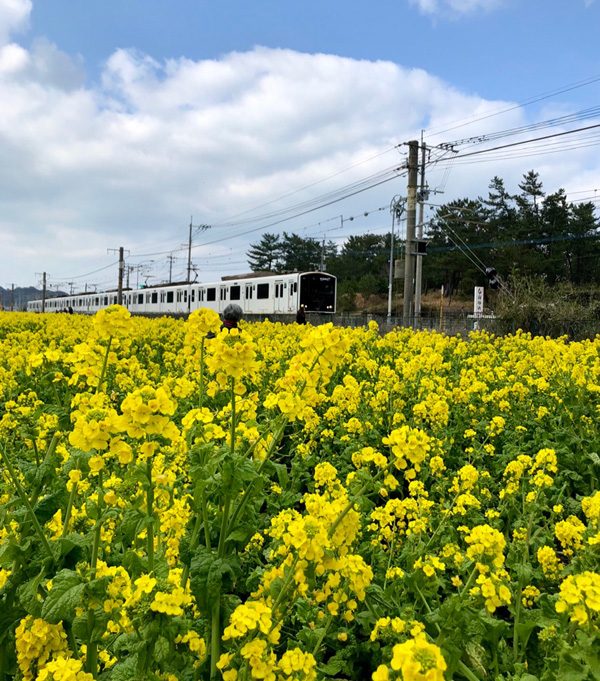 産直市場 “福ふくの里” の前の菜の花畑とJR筑肥線です。毎日通るランニングコースです。（シゲさん・福岡県）