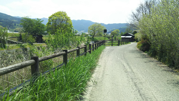 5月1日飛鳥川沿いを走った時の写真です。新緑が眩しいです。（ゆっきーさん・奈良県）