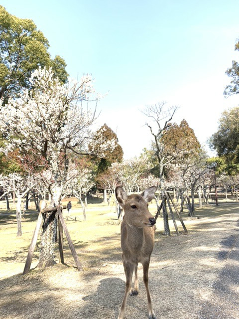 梅の追っかけしながら楽しんで歩いています。（大阪府・りっかさん）