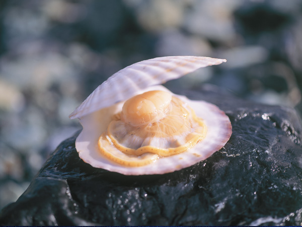 ・ふるさつ産活ほたて（1kg5～6枚）