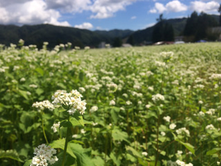 そばの花って清楚で美しいのです