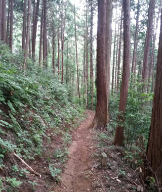 越生の里山を味わいながら走ります