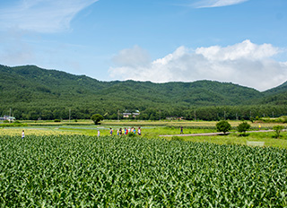 とうもろこし畑や田んぼの緑が目にまぶしい