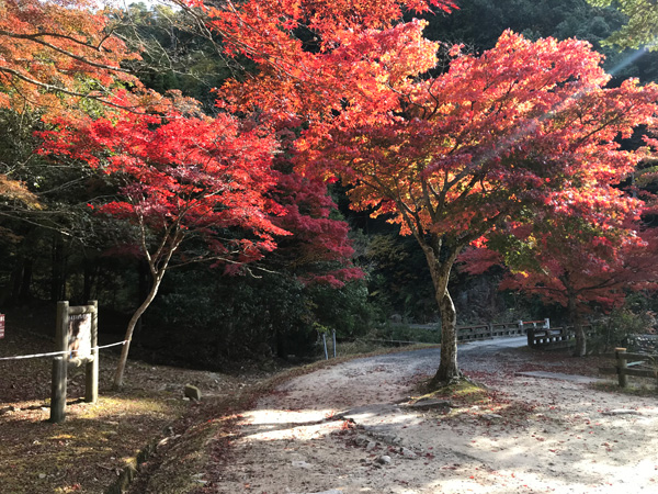 コース上では見事な紅葉も目を楽しませてくれた