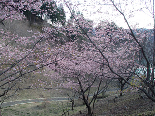 早咲きの桜も目を楽しませてくれました