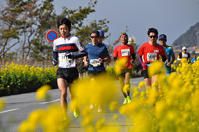 いちばんの見所「フラワーライン」では菜の花が見ごろを迎える時期