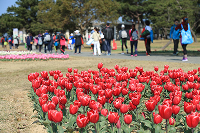 早春の「海の中道海浜公園」。緑や花々がランナーの皆さんを迎えます