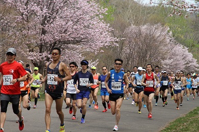 真駒内公園の桜並木