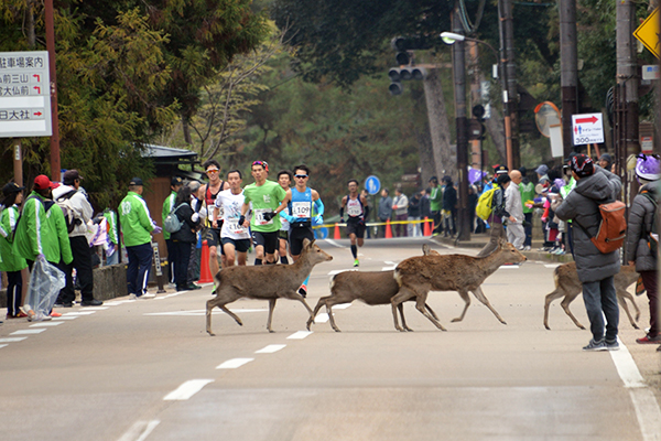 鹿の群れがコースを横切るのも“奈良マラ”ならではのシーン