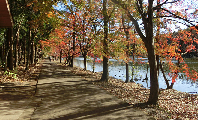 栃木30Kの会場「井頭公園」では、例年11月上旬にきれいな紅葉が見られる