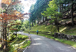 一足早く色づいた木々の中を走るランナーたち