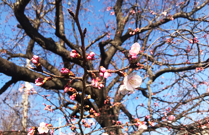 3月が始まったばかりなのに土手近くの桜がもうほころび始めていた