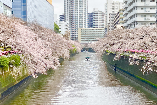 見ごろは今週まで！？　いま走って欲しい！東京の桜とランニングコース4選