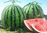 シトルリンは生命力の強い野生のスイカに多く含まれる。