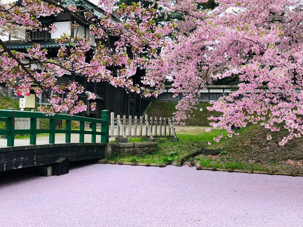今年はさくらまつりが中止になった弘前公園外堀の花筏です。桜守さんが一生懸命桜の手入れをしてくれているおかげで今年も見事な桜が咲きました。（ゆっこさん・青森県）