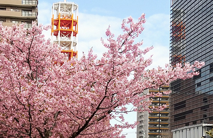 「千葉市のみなと公園で、ピンクの花が目を引きました」ちまりさん（千葉県）からの投稿写真
