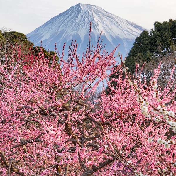 満開の梅と富士山です！（静岡県・ke_kawamuraさん）