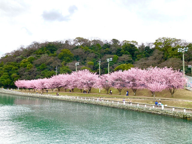 満開の蜂須賀桜を眺めながらウォーク！（徳島県・ぶちネコさん）