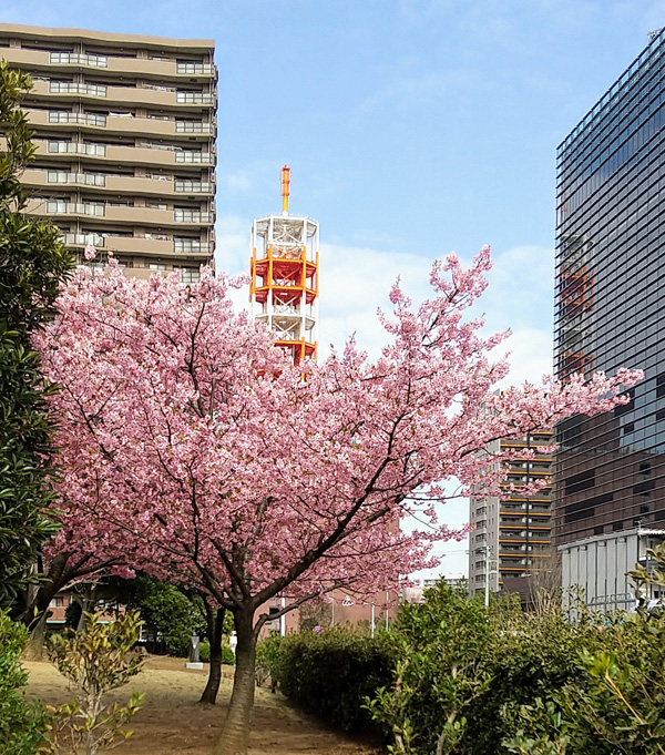 千葉市のみなと公園で、ピンクの花が目を引きました。（ちまりさん）