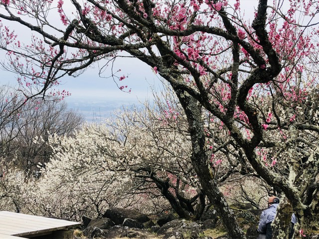 筑波山梅祭り初日。借景の関東平野も広々。気持ちの良い風景を堪能しました。（茨城県・かぐや姫さん）
